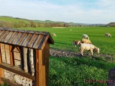 Chalupa Na Zemi 211 Krávy a koně před chalupou
